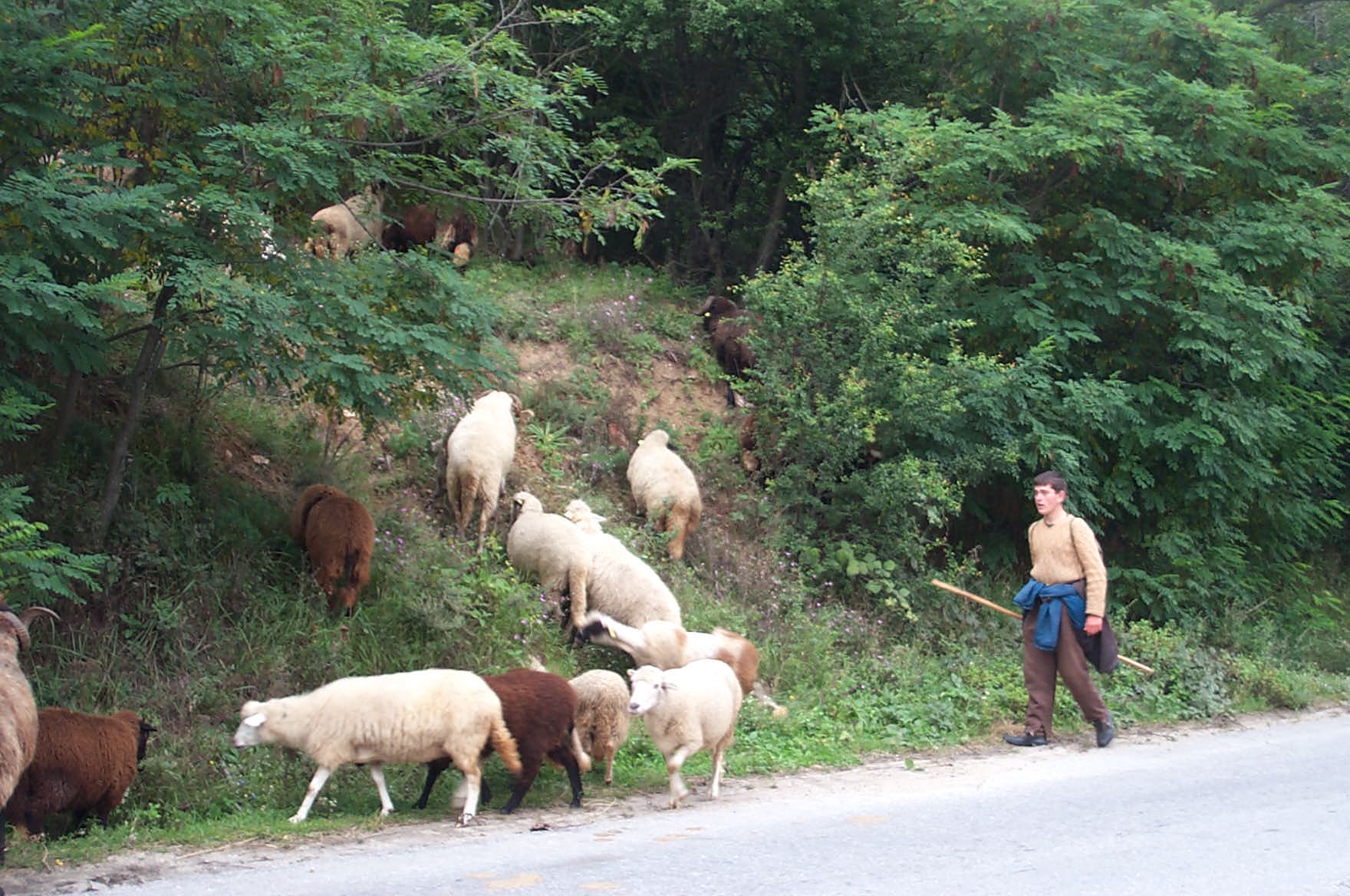 Bulgarien Hirten gibt es in jedem Dorf.