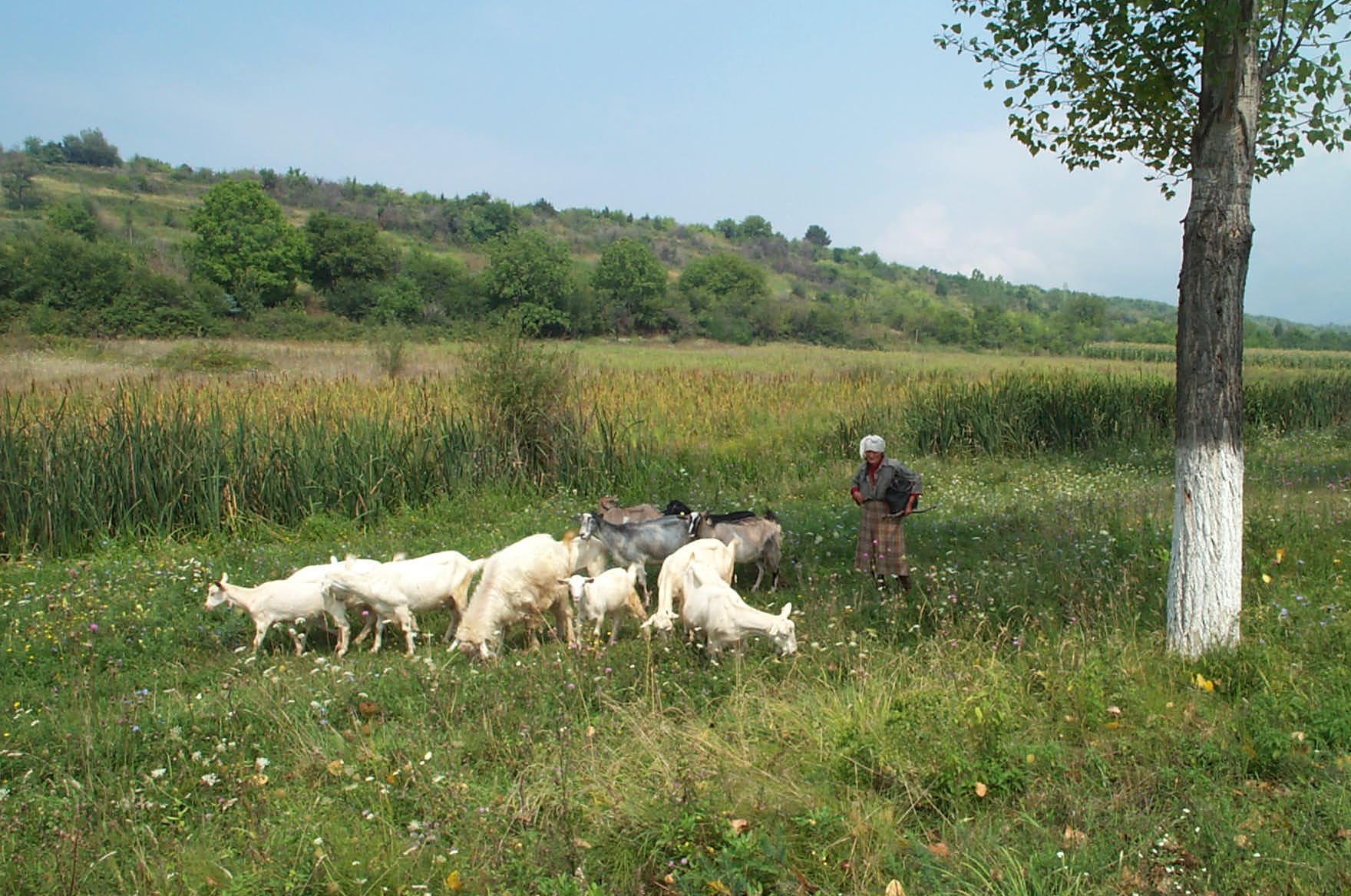 Bulgarien  Kurz nach dem ich dieses Foto gemacht habe, mute ich die Flucht ergreifen, da die dazugehrigen Hunde mich attackierten.