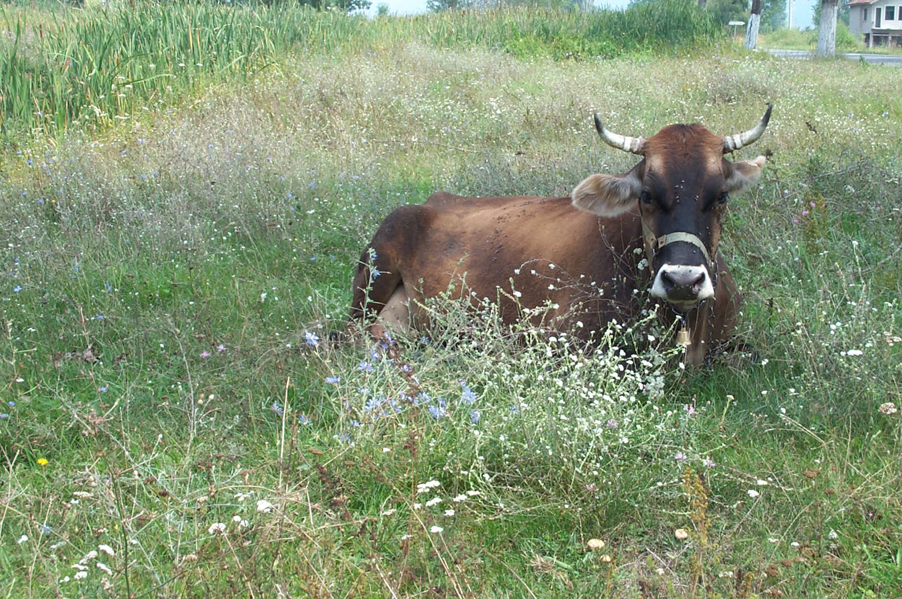 Bulgarien Khe werden einfach am Straenrand festgebunden. Gras und Kruter gibt es zu hauf.