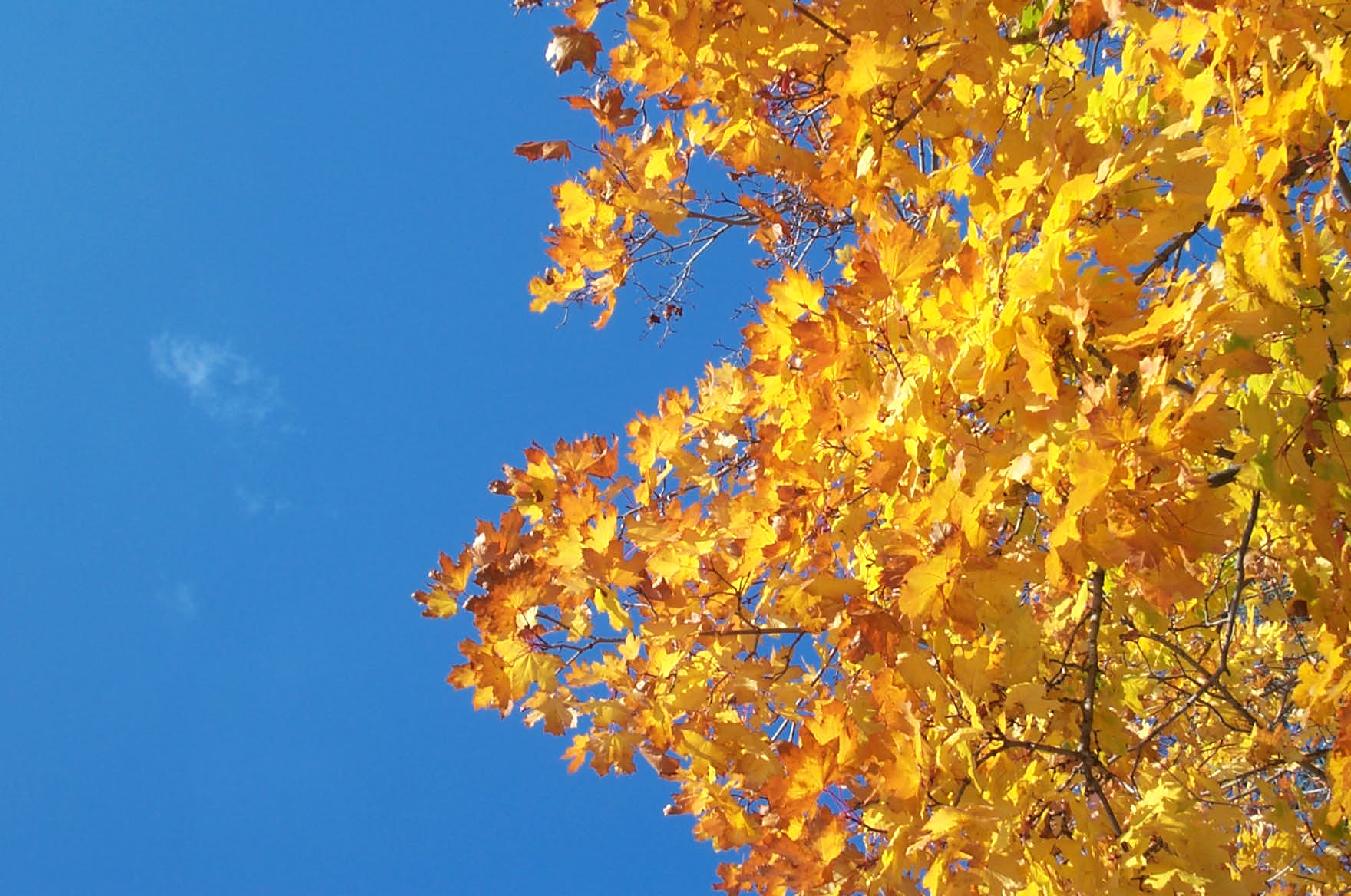 Bulgarien In den Bergen des Balkan kndigt sich schon der Herbst an. Die Ahornbltter erinnern mich  daran, da dies nicht das Ende meiner Reise ist. Im nchsten Jahr geht es nach Kanada.