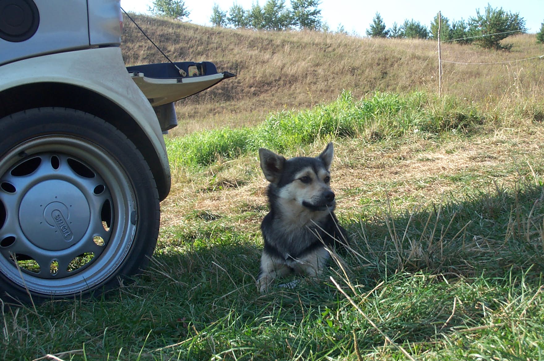 Polen. Stanziki. Ein kleiner Hund an der Botzna schliesst Freundschaft mit mir.