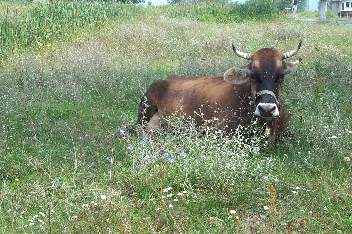 Manchmal werden Khe direkt am Wegesrand  "abgestellt", Wildrich