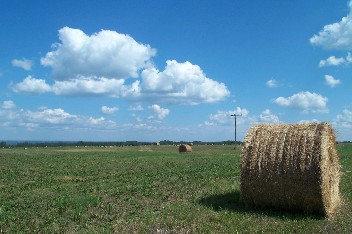 Wildrich Weltreise das Land ist sehr trochen in diesem Jahr, und es gibt eine Grasshpferplage
