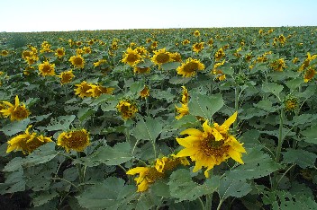 Wildrich Weltreise Manitoba hierher kommen also die ganzen Sonnenblumen fr das l