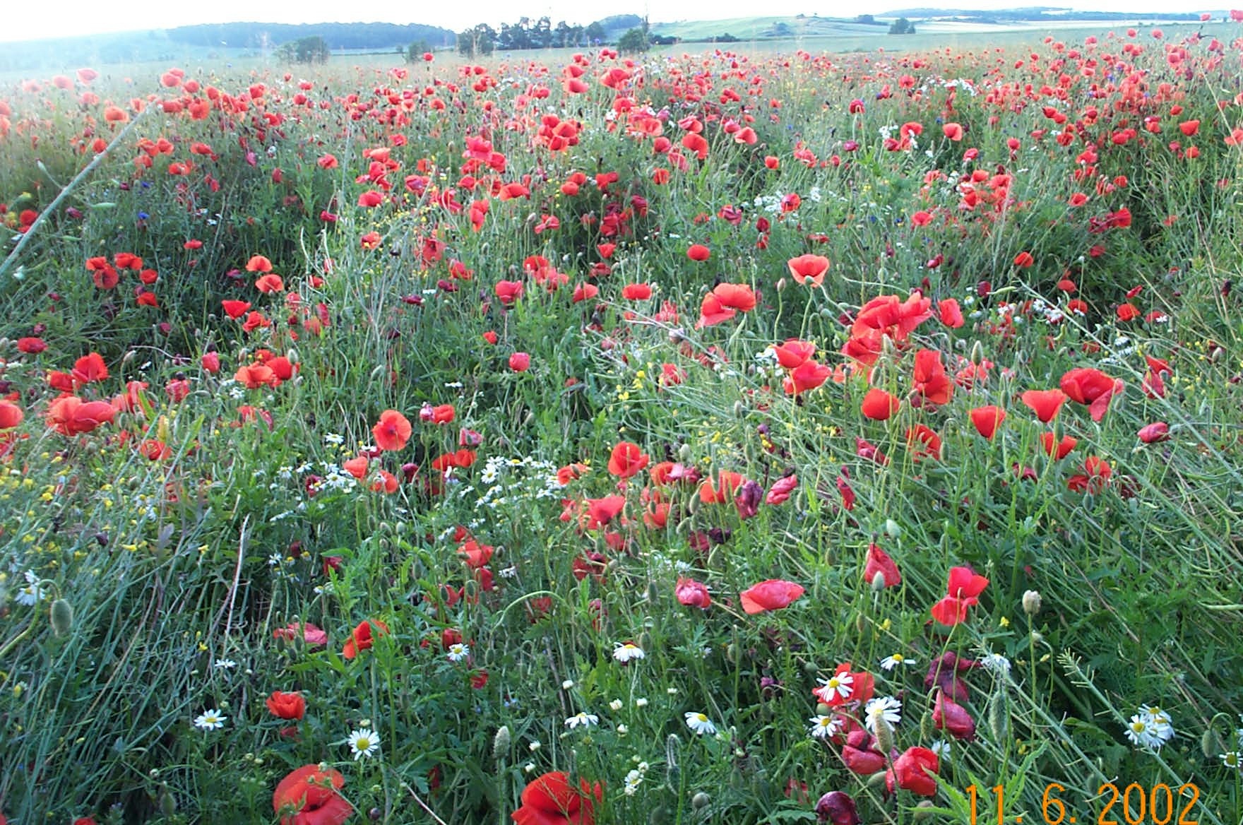 Wildrich Weltreise Im Frhsommer sehe ich viele solcher wilden Blumenwiesen in Polen