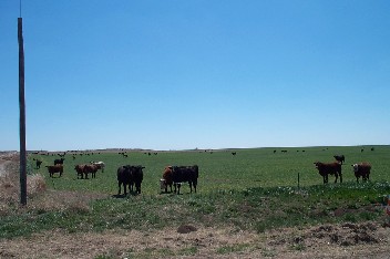 Wildrich Weltreise Steaks